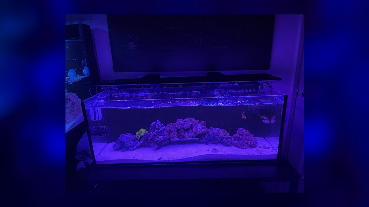 Top 10 Aquarium Sump Designs for Reef Tanks Under 75 Gallons — figure 8