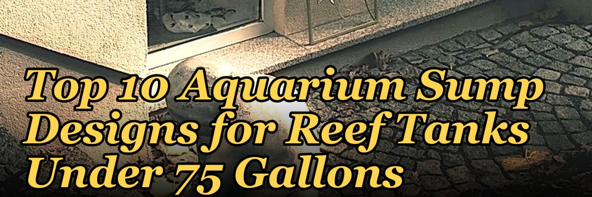 Top 10 Aquarium Sump Designs for Reef Tanks Under 75 Gallons