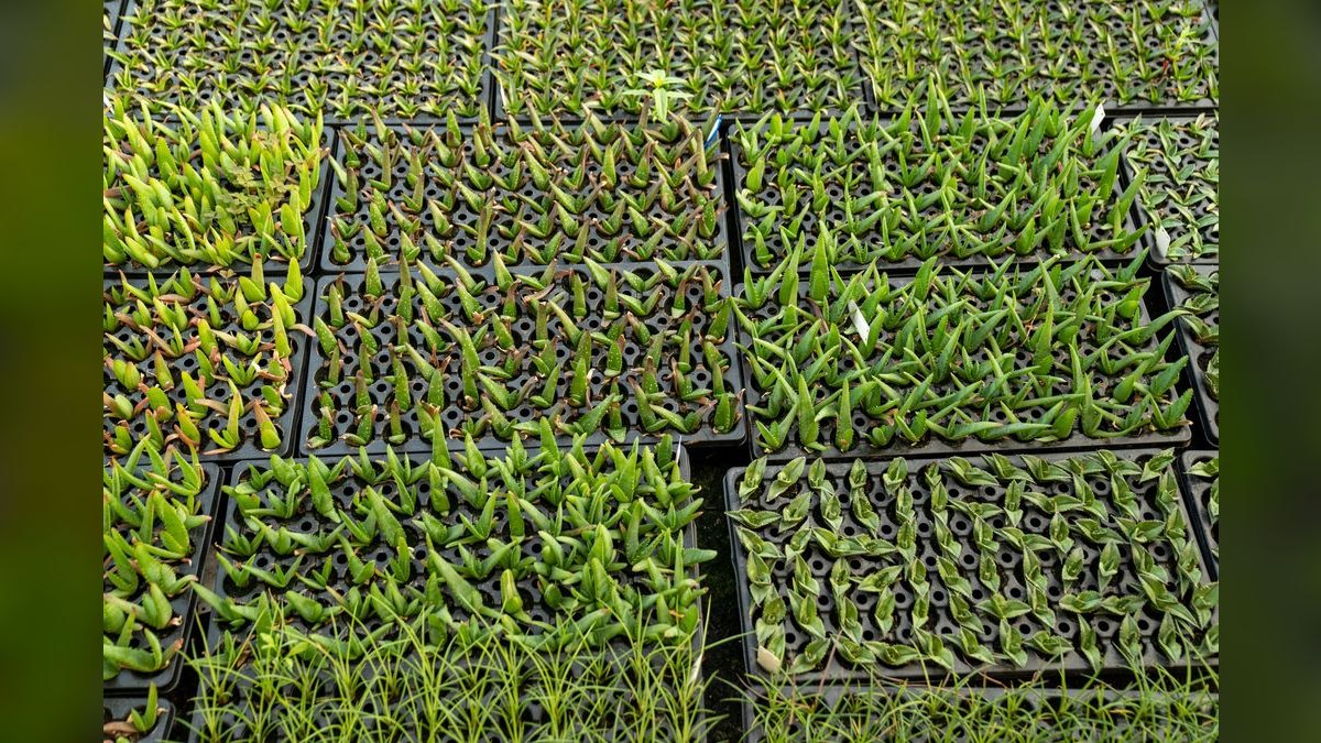 Top 10 Substrate Options for Planted Aquascapes (Aquasoils vs Sand) — figure 2