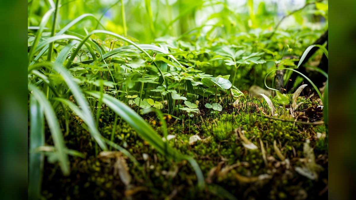 Top 10 Substrate Options for Planted Aquascapes (Aquasoils vs Sand) — figure 4