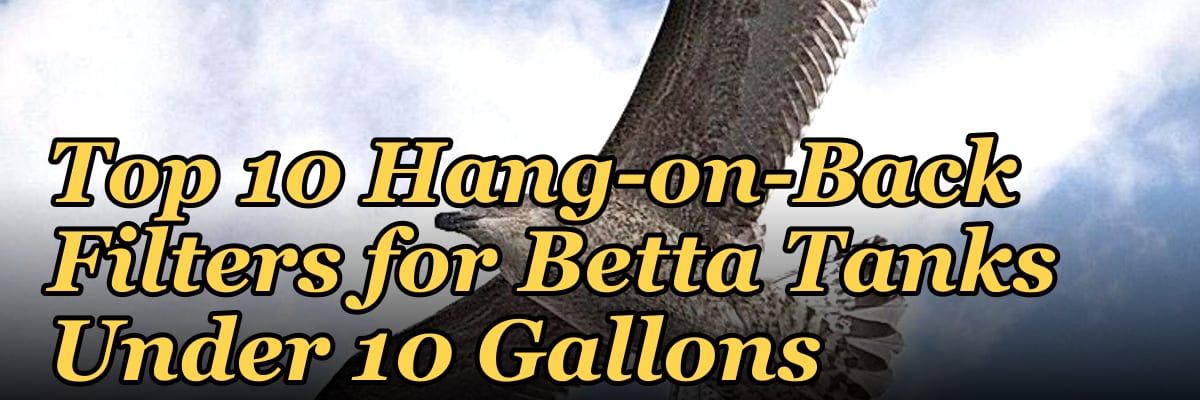 Top 10 Hang-on-Back Filters for Betta Tanks Under 10 Gallons