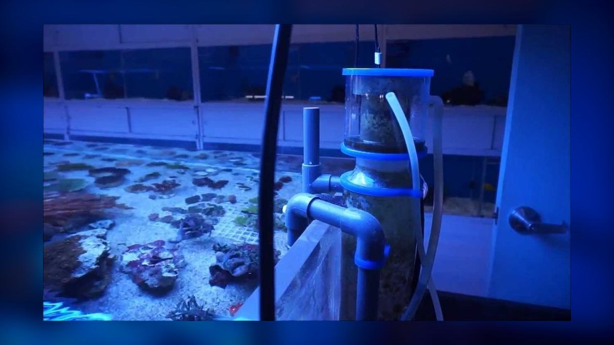 Top 10 Protein Skimmers for Small Saltwater Aquariums (Under 40 Gal) — figure 4