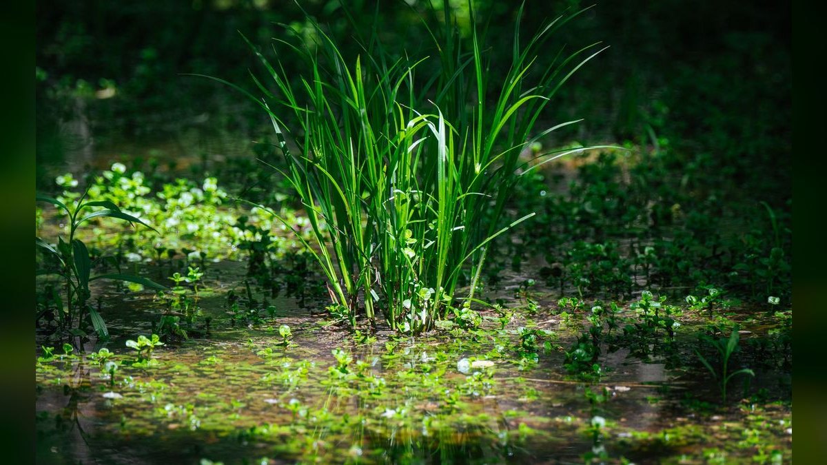 Top 10 Low-Maintenance Freshwater Plants That Need No CO2 — figure 1
