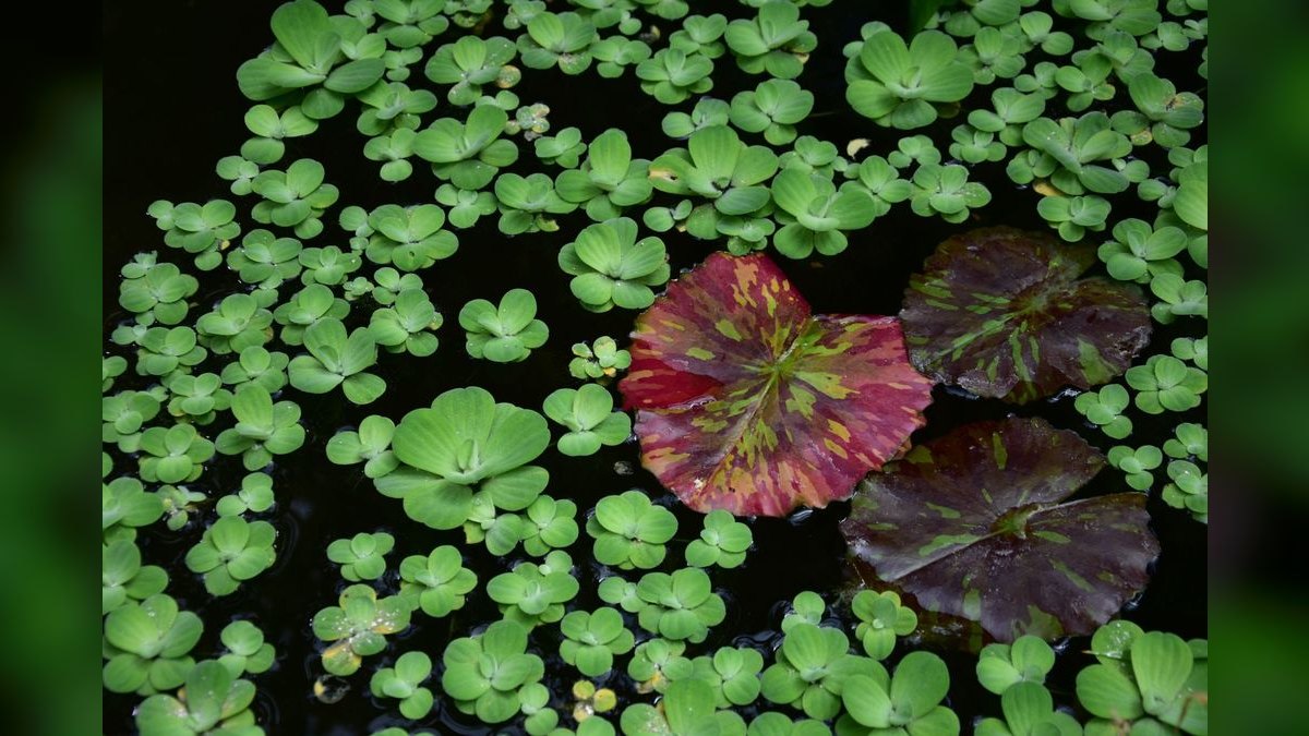 Top 10 Low-Maintenance Freshwater Plants That Need No CO2 — figure 2