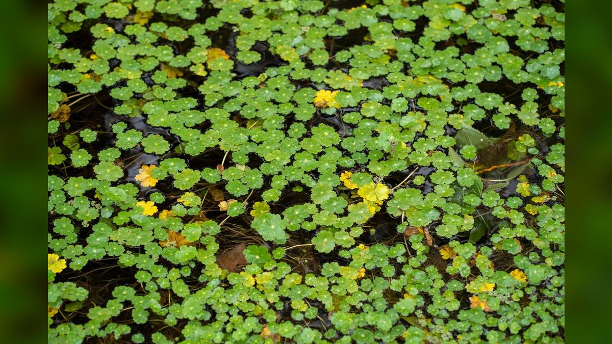 Top 10 Low-Maintenance Freshwater Plants That Need No CO2 — figure 3