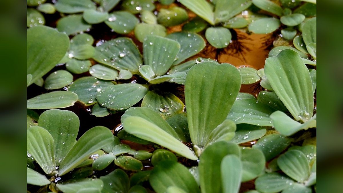 Top 10 Low-Maintenance Freshwater Plants That Need No CO2 — figure 4