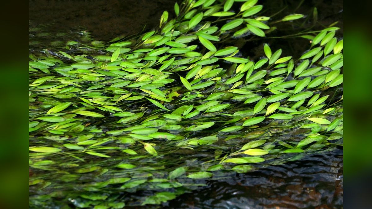 Top 10 Low-Maintenance Freshwater Plants That Need No CO2 — figure 5