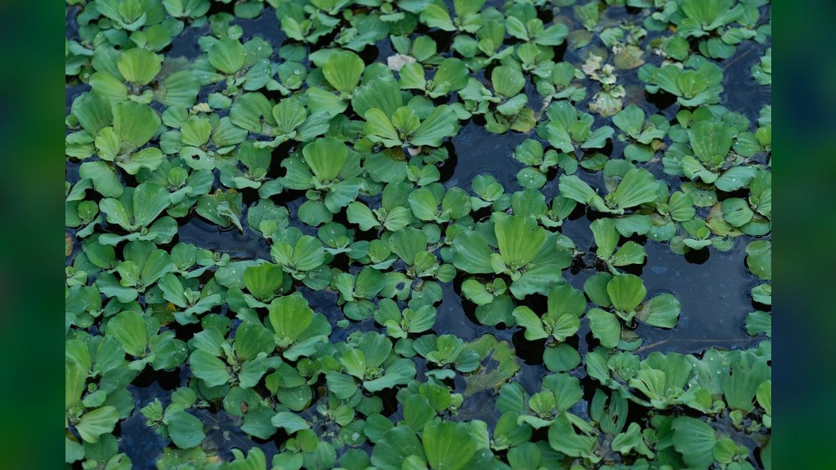 Top 10 Low-Maintenance Freshwater Plants That Need No CO2 in 2027