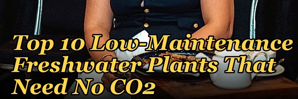 Top 10 Low-Maintenance Freshwater Plants That Need No CO2