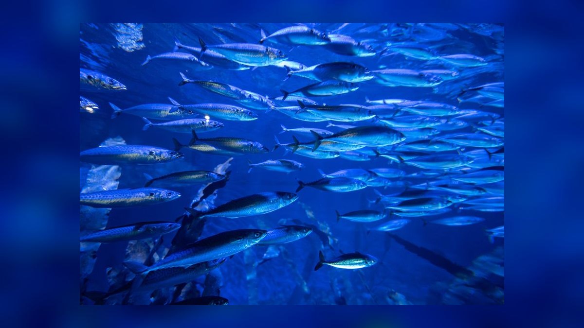 Top 10 Automatic Fish Feeders for Vacation Feeding in 2027 — figure 10