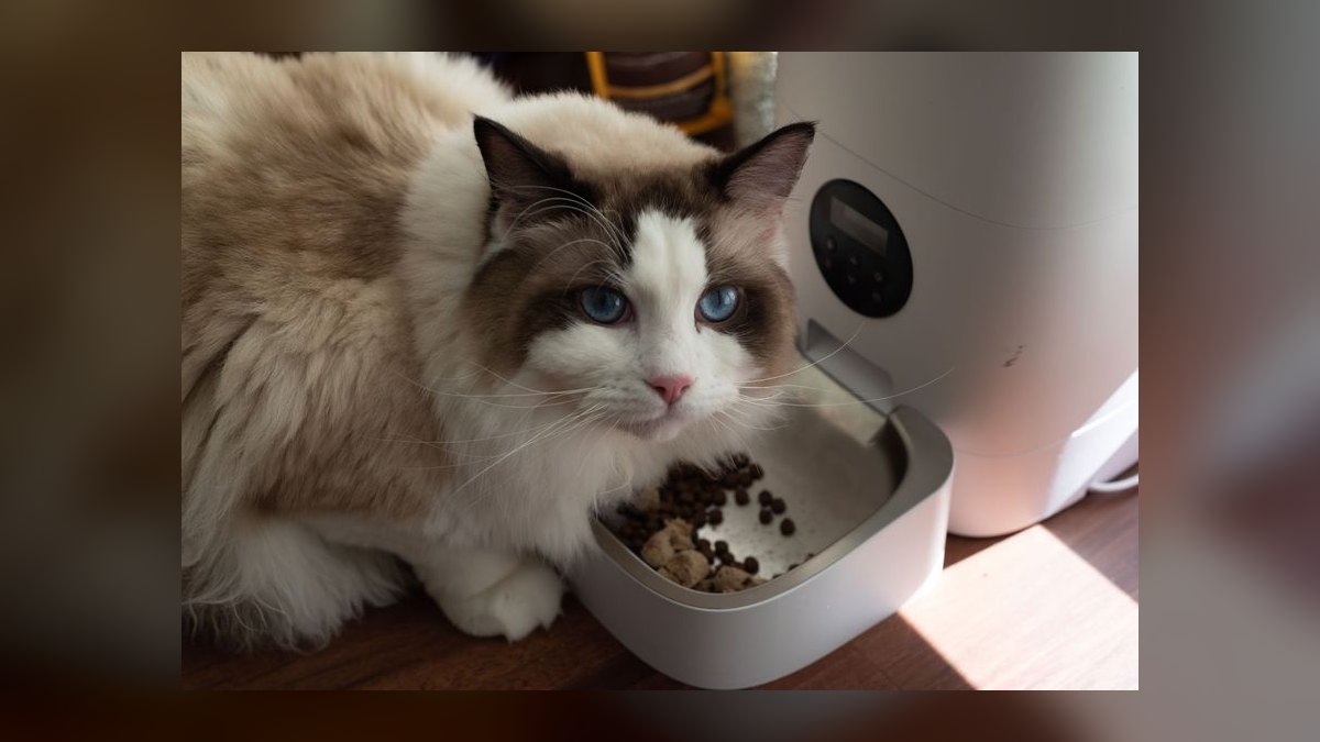Top 10 Automatic Fish Feeders for Vacation Feeding in 2027 — figure 2