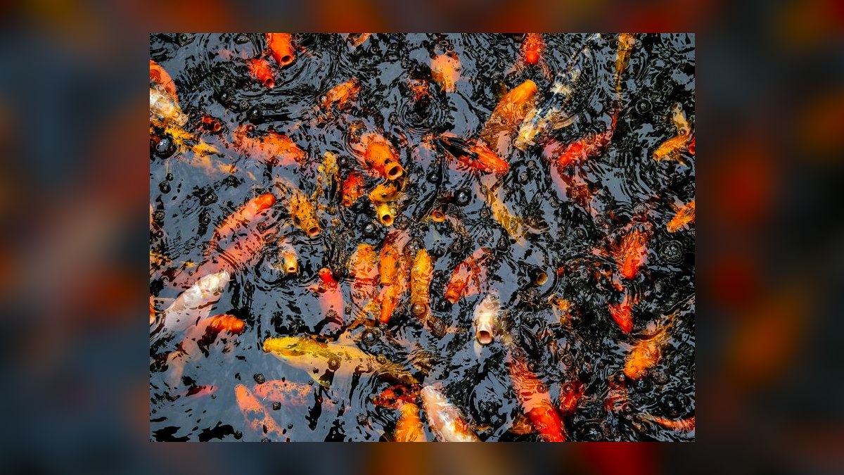 Top 10 Automatic Fish Feeders for Vacation Feeding in 2027 — figure 4