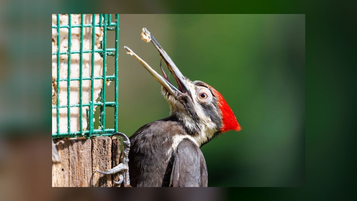 Top 10 Automatic Fish Feeders for Vacation Feeding in 2027 — figure 7