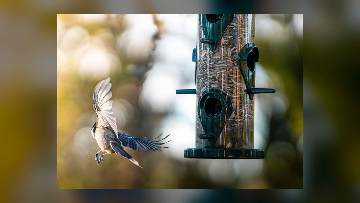 Top 10 Automatic Fish Feeders for Vacation Feeding in 2027 — figure 8