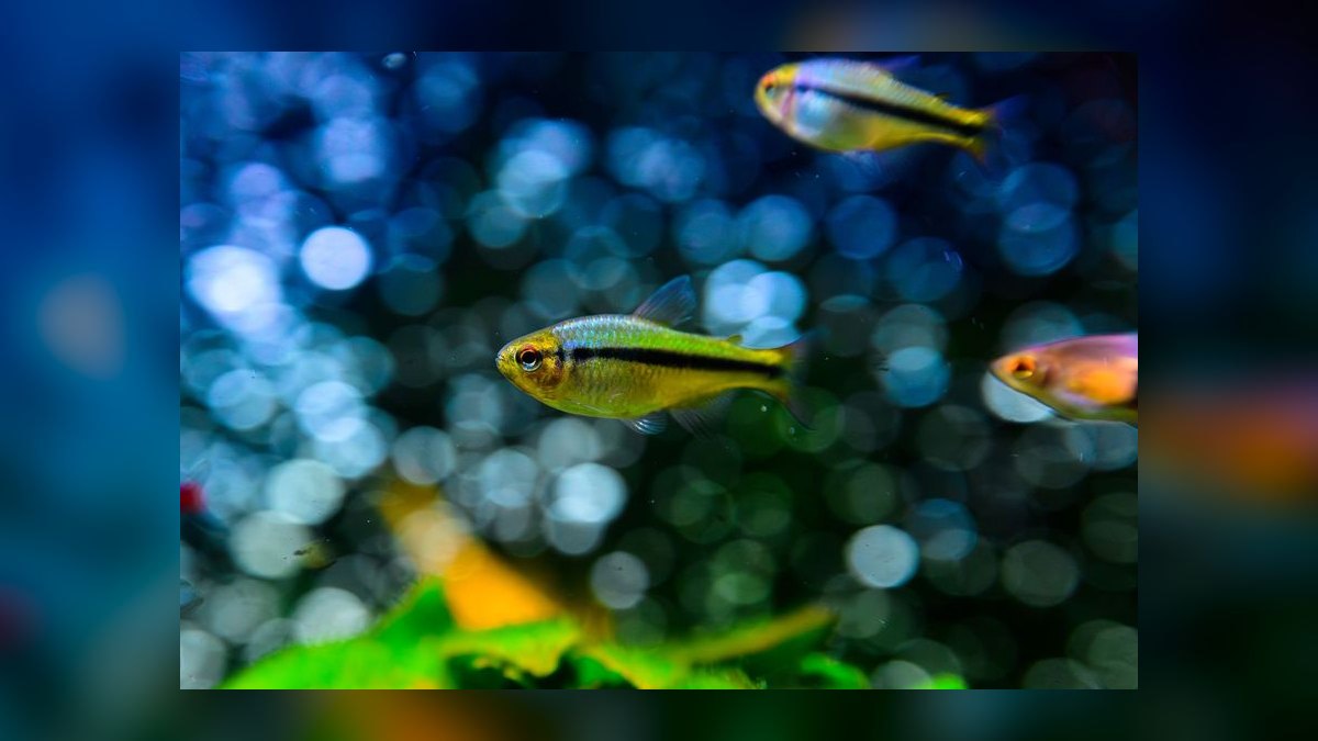 Top 10 Automatic Fish Feeders for Vacation Feeding in 2027 — figure 9