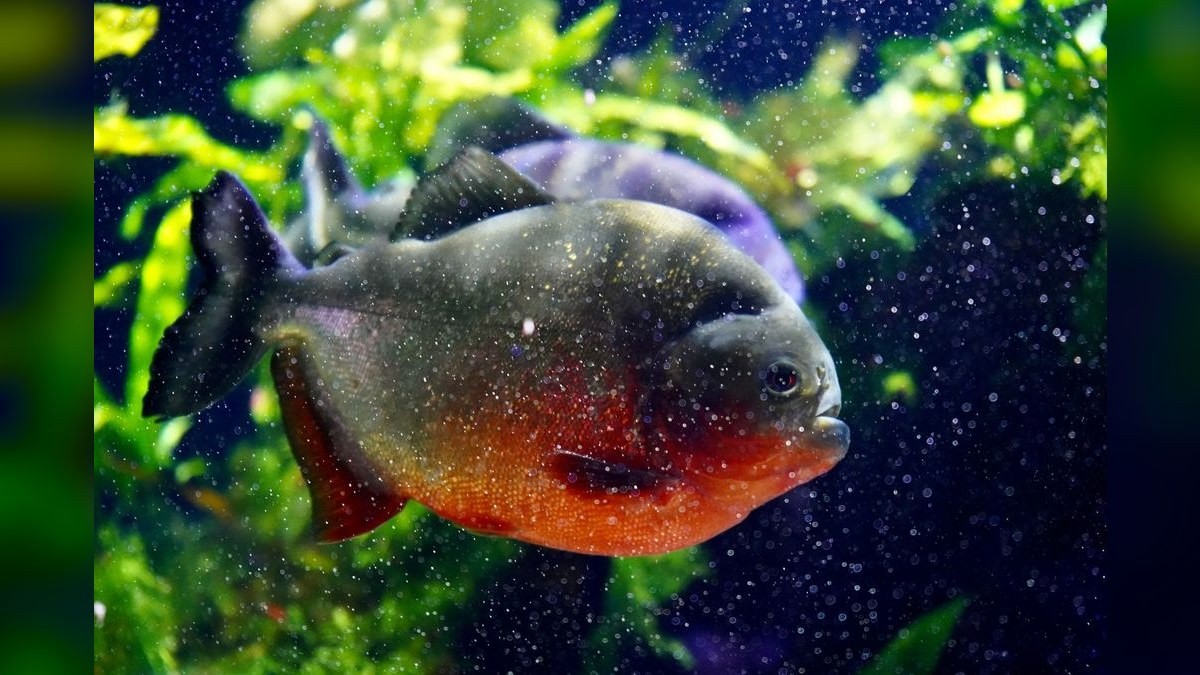 Top 10 Aquarium CO2 Systems for Planted Tanks (Budget to Pro) in 2027