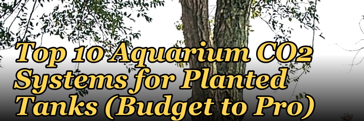 Top 10 Aquarium CO2 Systems for Planted Tanks (Budget to Pro)