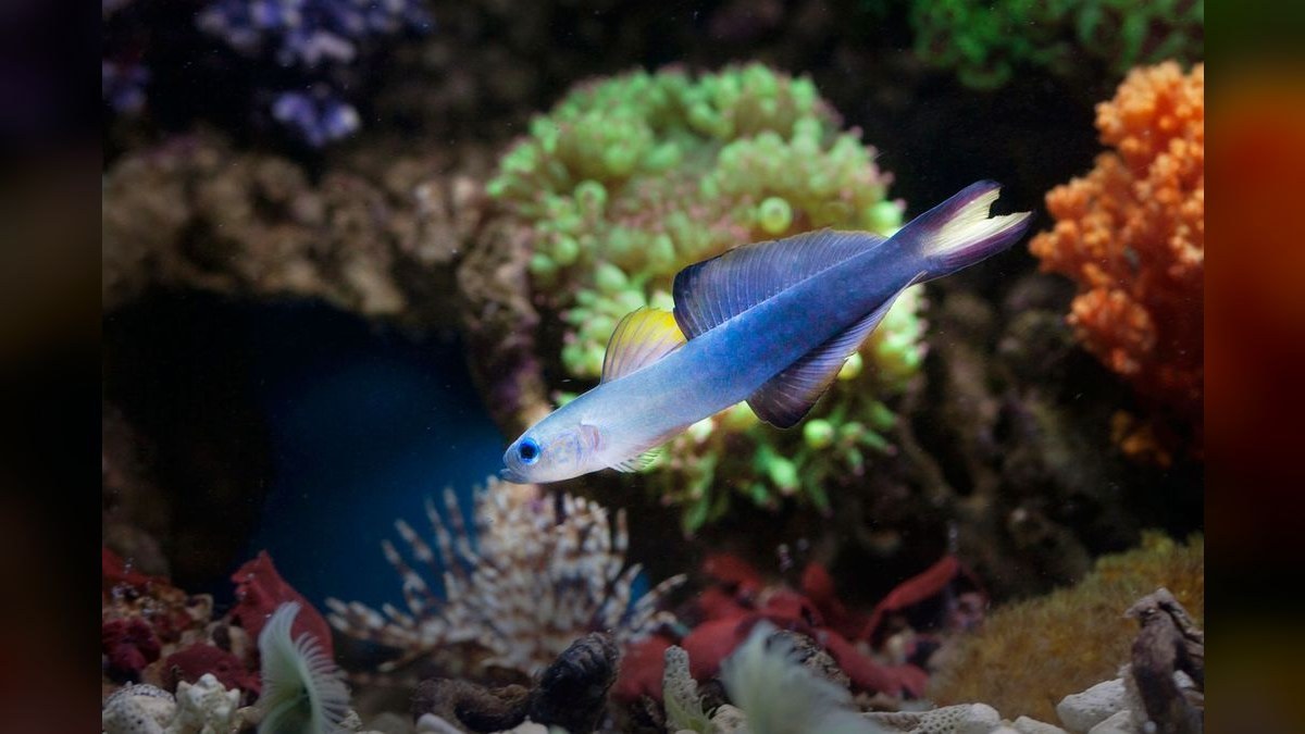 Top 10 Aquarium Stands for 20-40 Gallon Tanks Under $150 in 2027