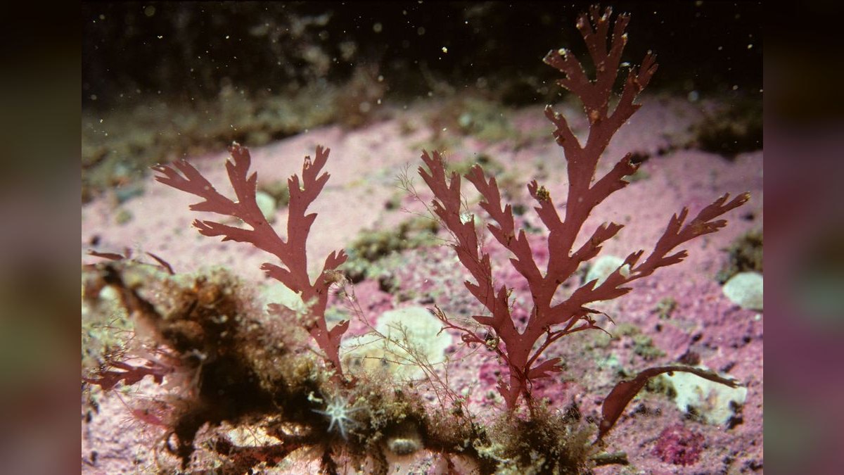 Top 10 Algae-Eating Fish for Freshwater Community Tanks in 2027 — figure 3