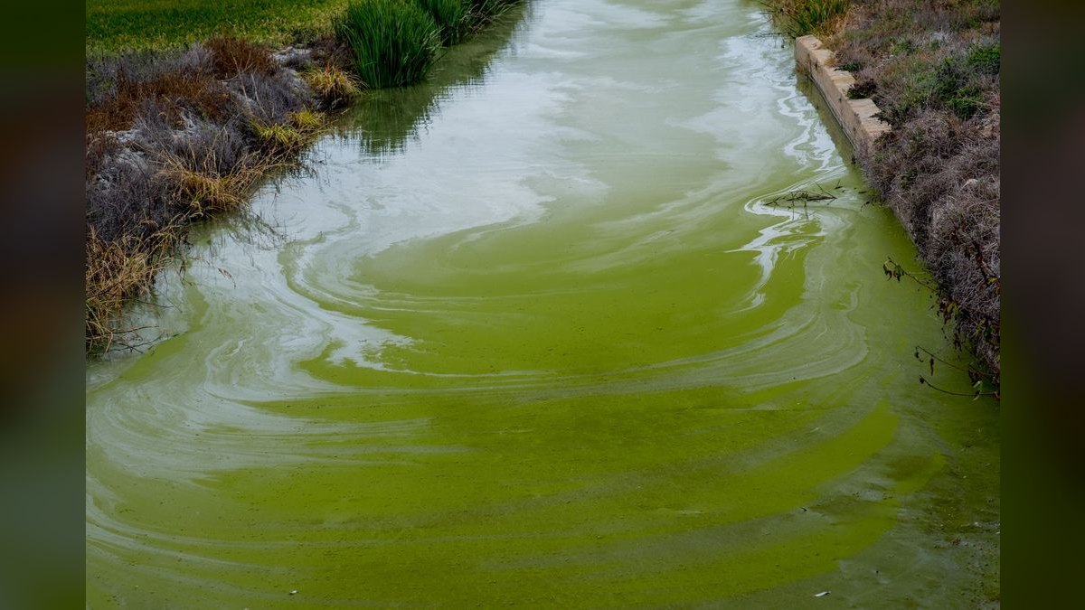 Top 10 Algae-Eating Fish for Freshwater Community Tanks in 2027 — figure 5