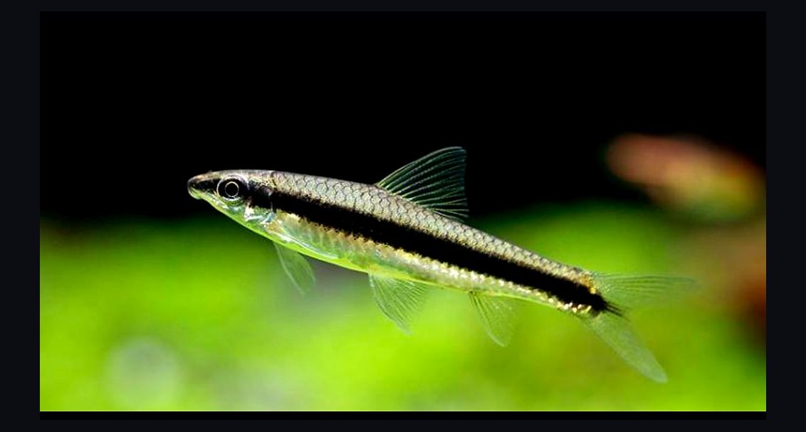Top 10 Algae-Eating Fish for Freshwater Community Tanks in 2027
