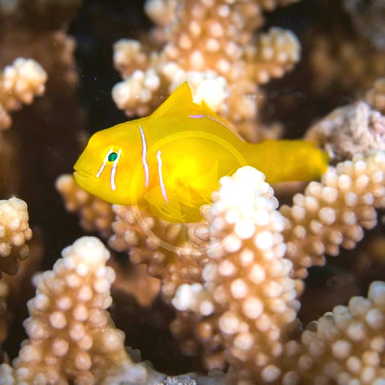 Citron Goby (Gobiodon citrinus)