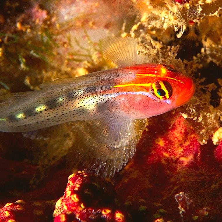 Redhead Goby (Elacatinus puncticulatus)