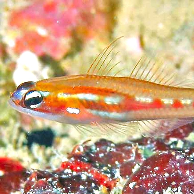 Masked Goby (Coryphopterus personatus)