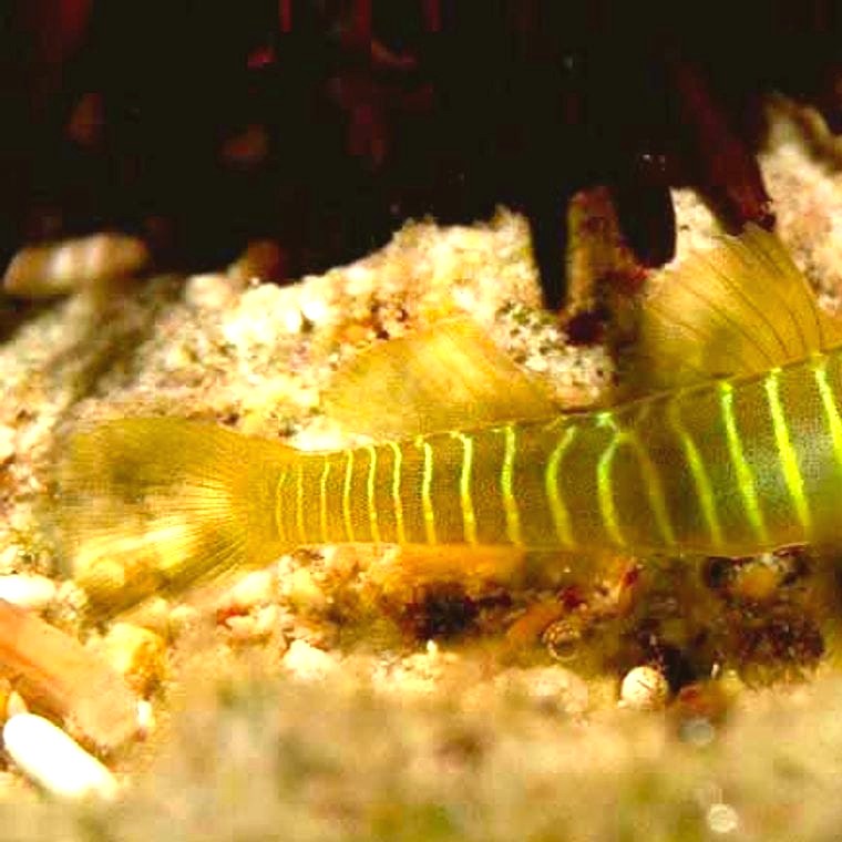 Greenbanded Goby