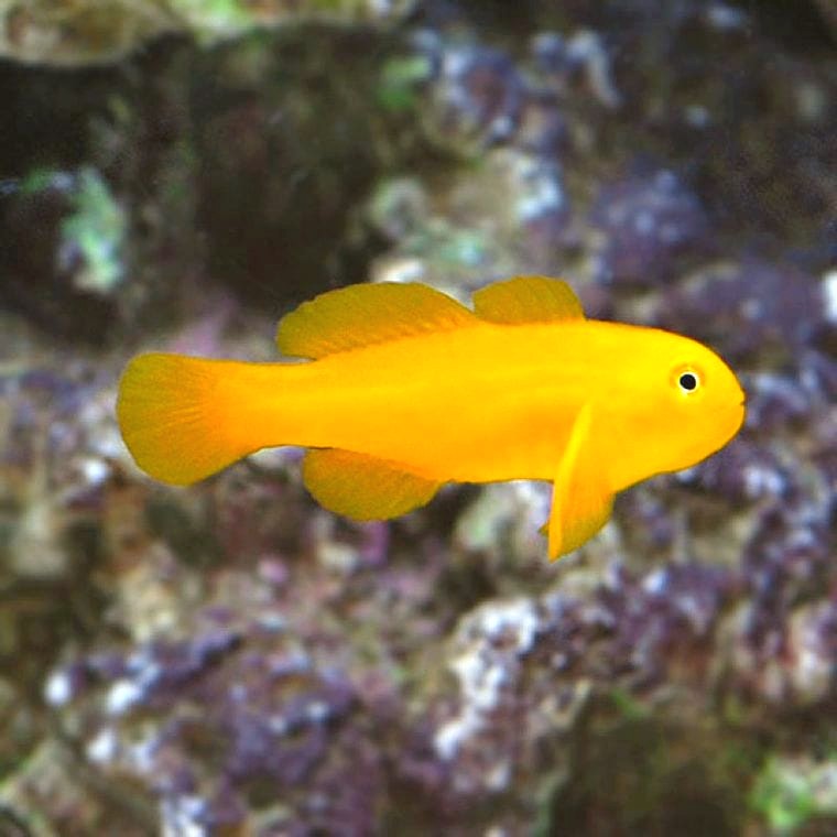 yellow clown goby coral