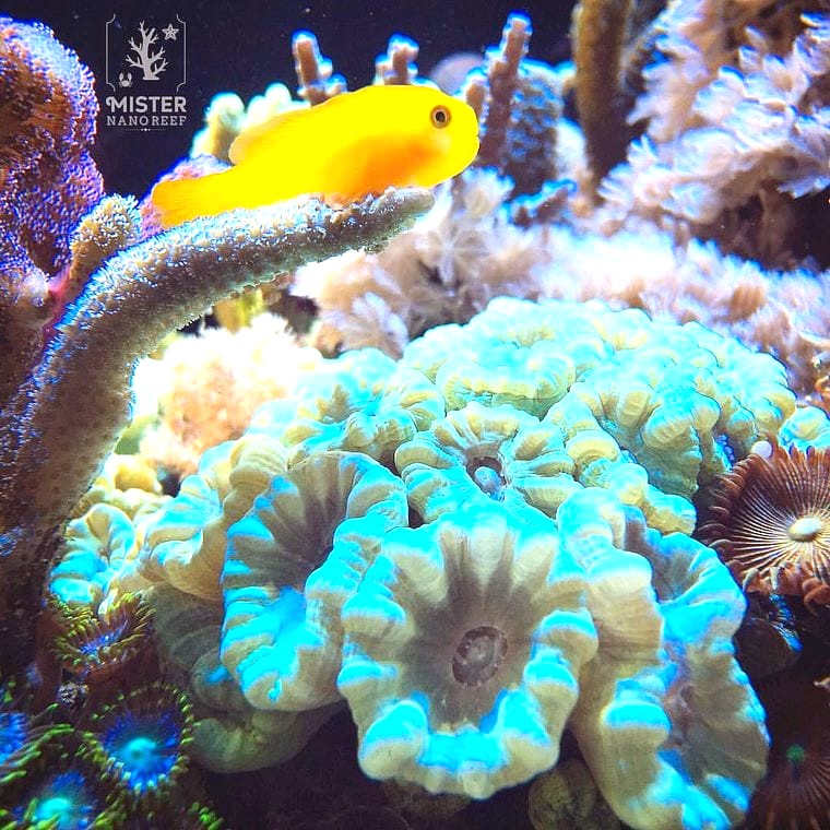 Yellow Clown Goby