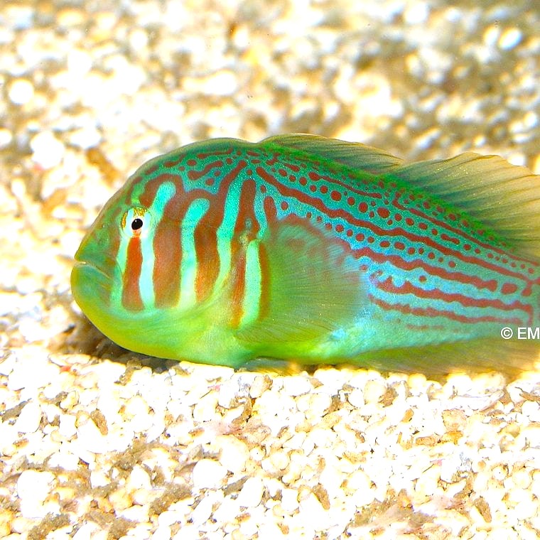 Green Clown Goby (Gobiodon histrio)