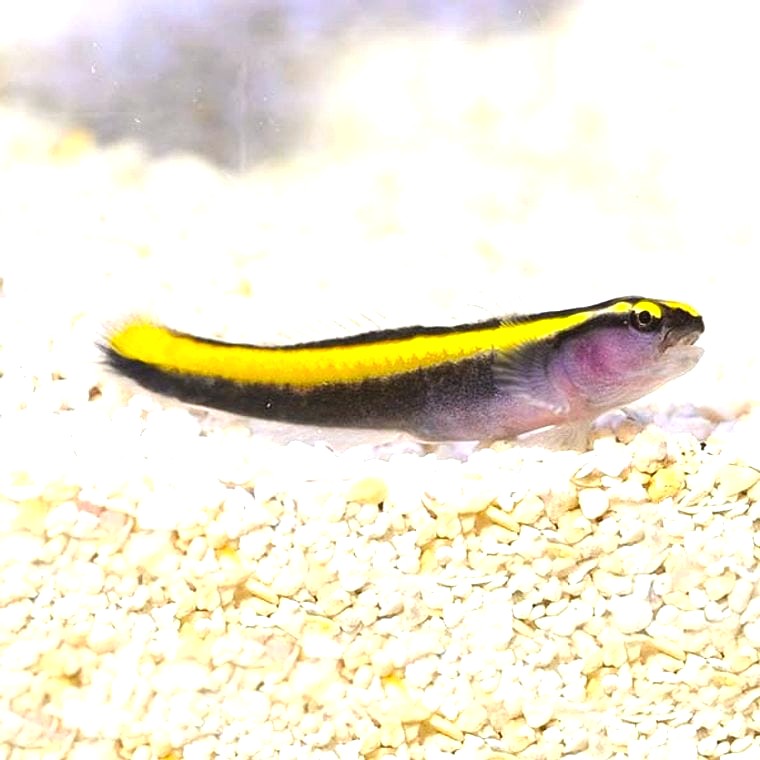 Yellowline Goby (Elacatinus figaro)