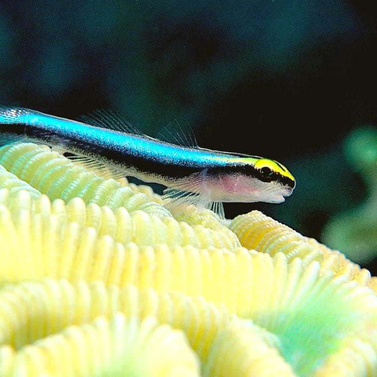 Sharknose Goby (Elacatinus evelynae)