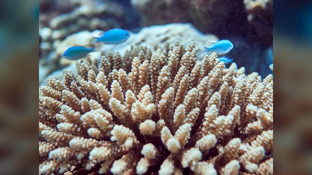 Top 10 Nano Reef Fish That Stay Under 2 Inches — figure 1