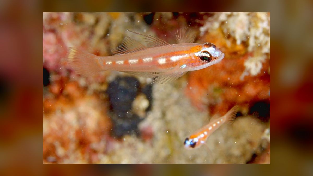 Top 10 Nano Reef Fish That Stay Under 2 Inches in 2027 — figure 10