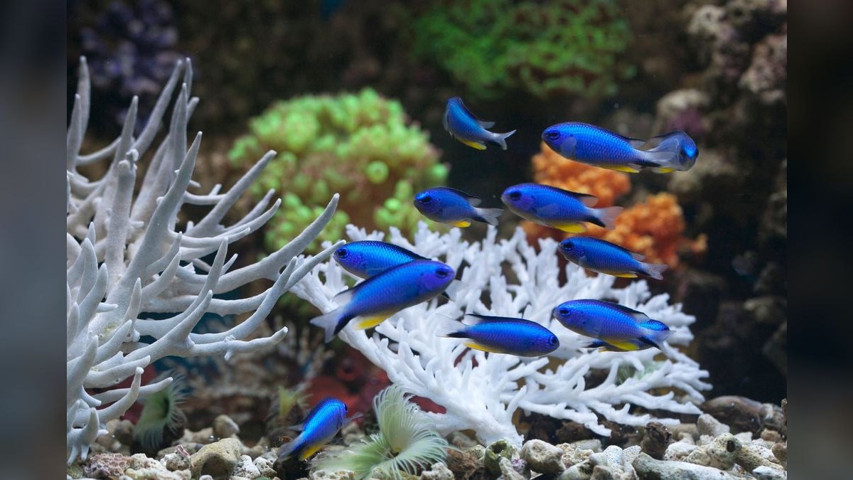 Top 10 Nano Reef Fish That Stay Under 2 Inches — figure 3