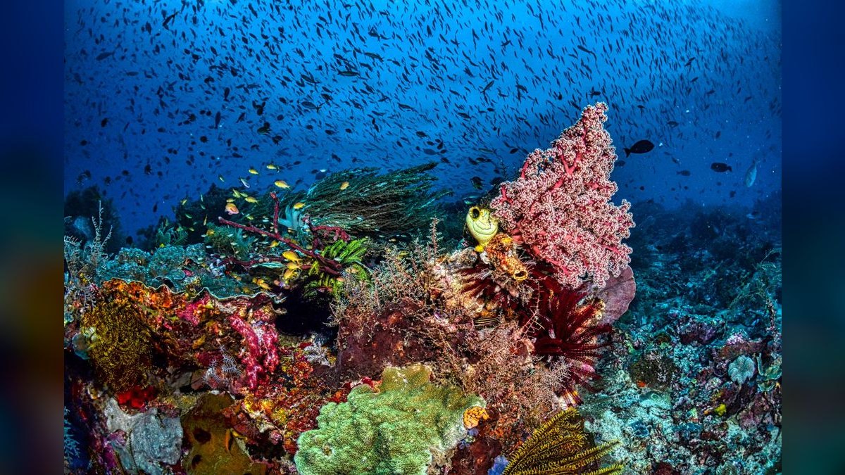 Top 10 Nano Reef Fish That Stay Under 2 Inches — figure 4