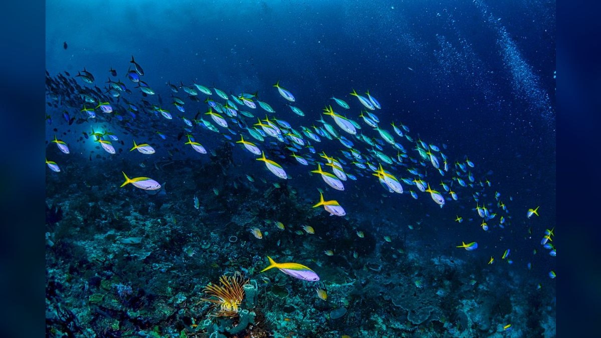 Top 10 Nano Reef Fish That Stay Under 2 Inches — figure 5