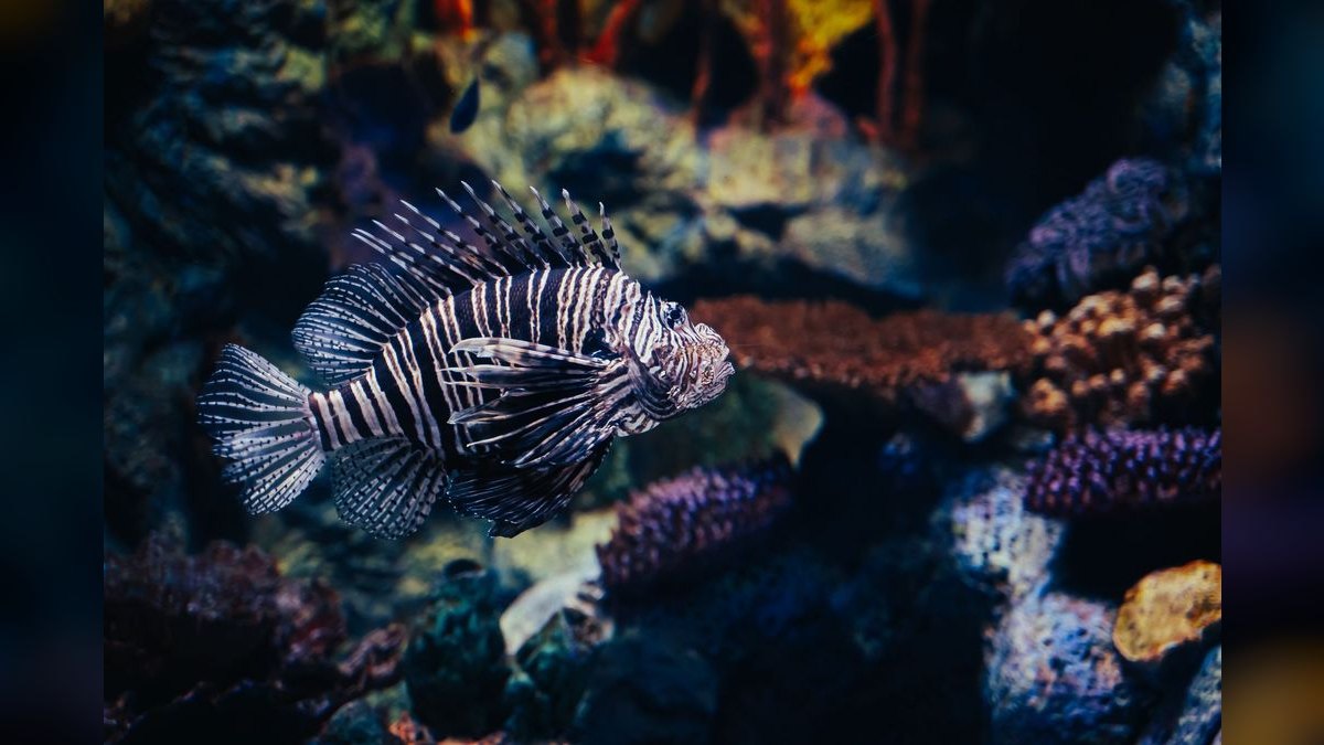 Top 10 Nano Reef Fish That Stay Under 2 Inches — figure 6