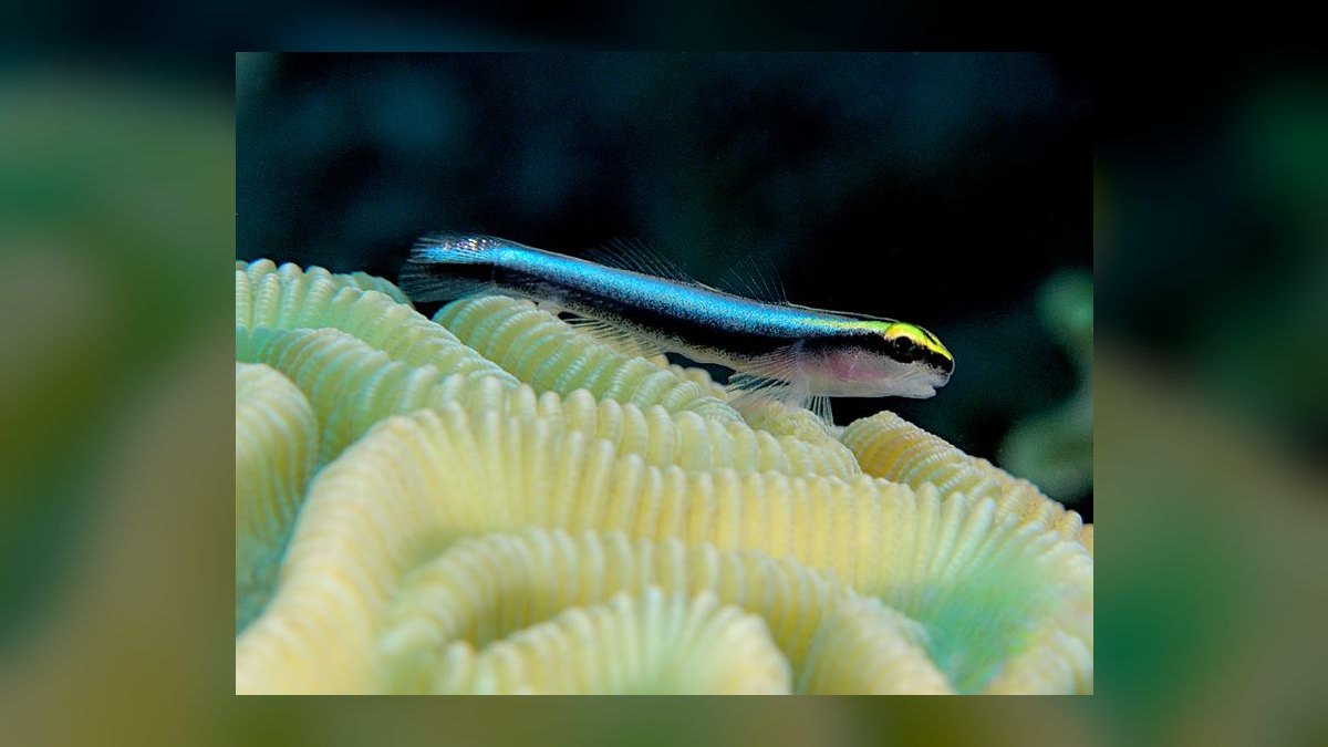 Top 10 Nano Reef Fish That Stay Under 2 Inches in 2027 — figure 7