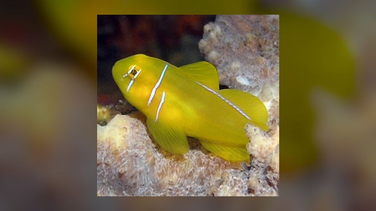 Top 10 Nano Reef Fish That Stay Under 2 Inches in 2027 — figure 8