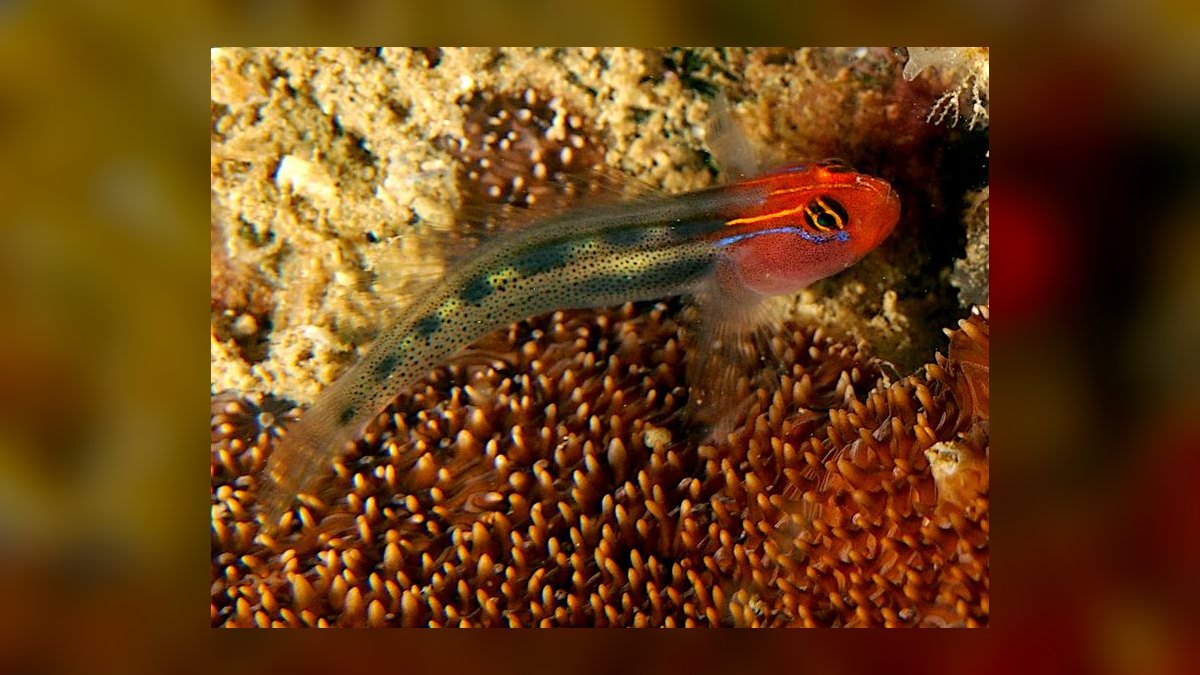 Top 10 Nano Reef Fish That Stay Under 2 Inches in 2027 — figure 9