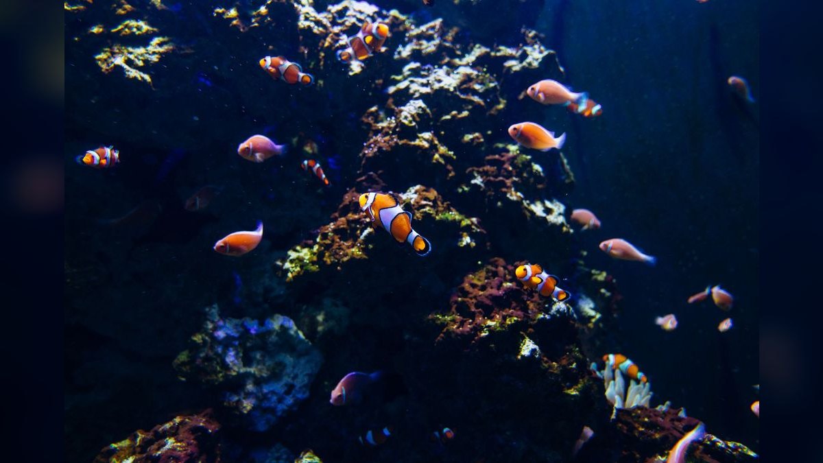 Top 10 Nano Reef Fish That Stay Under 2 Inches in 2027