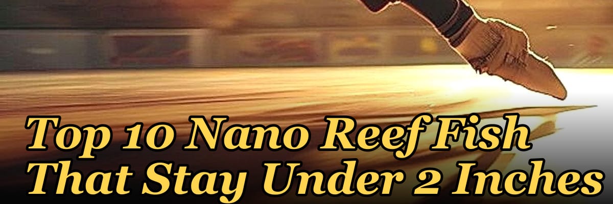 Top 10 Nano Reef Fish That Stay Under 2 Inches