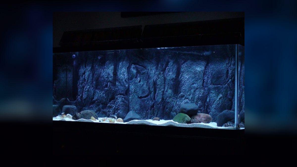 Top 10 Aquarium Backgrounds: 3D Foam, Paint, or Vinyl in 2027 — figure 4