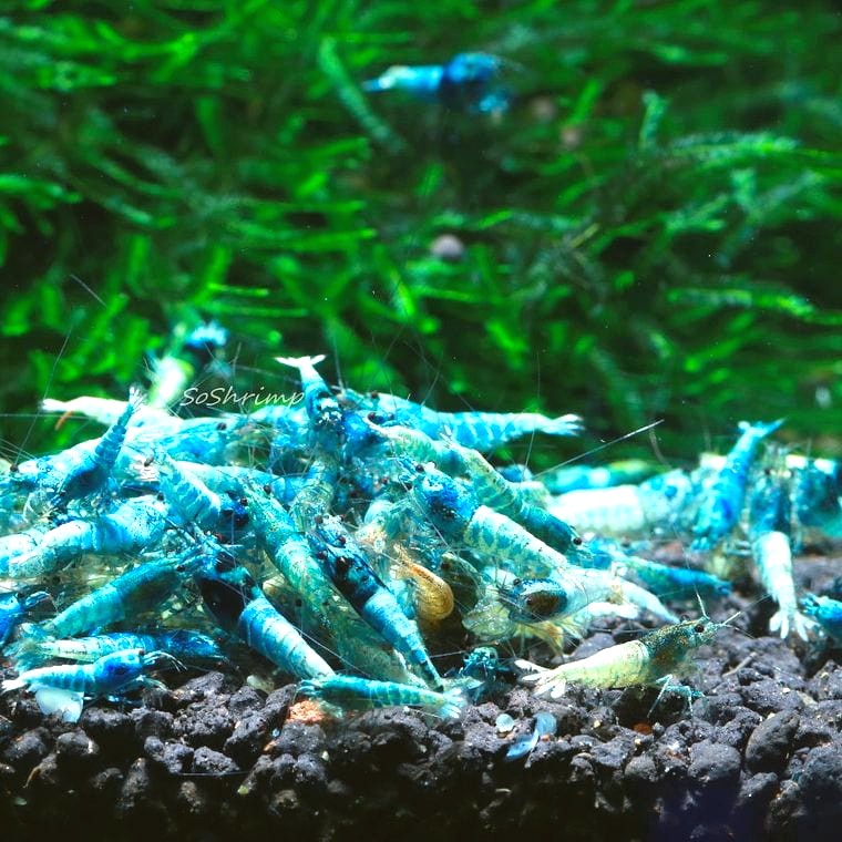 Caridina serrata (Blue Bolt Shrimp)
