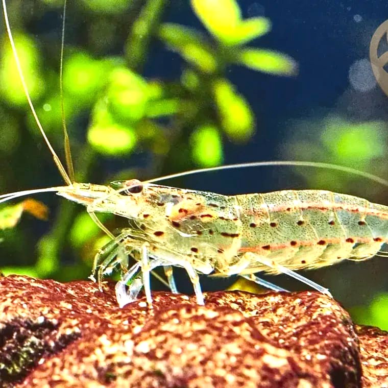 Caridina multidentata (Amano Shrimp)