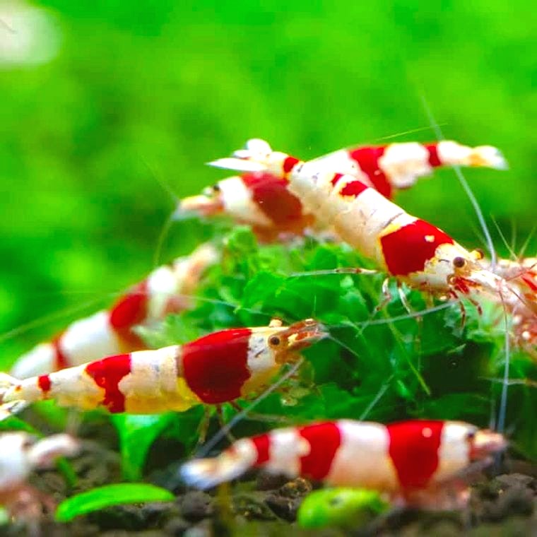 Caridina cantonensis (Crystal Red Shrimp)