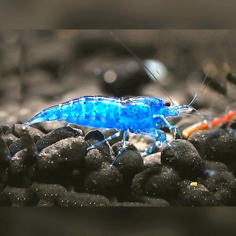Neocaridina davidi (Blue Dream Shrimp)
